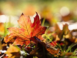 autumn_trees_nature_landscape_leaf_leaves_6776x4522